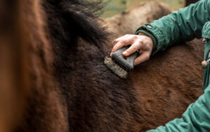 cura criniera del cavallo