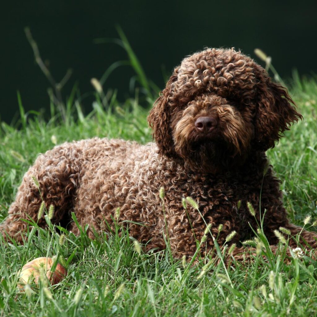 lagotto puzza