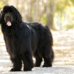 cani terranova prezzi