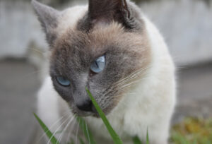 gatto mangia una cimice