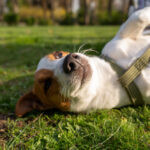 cane felice