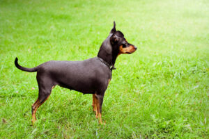 pinscher solitudine