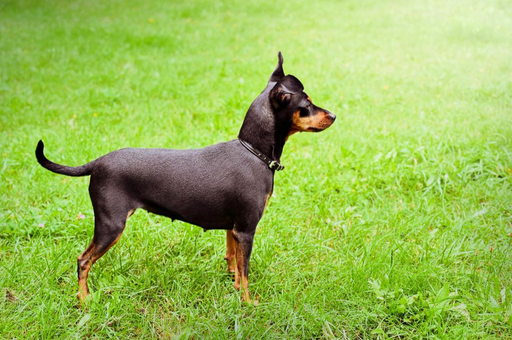 pinscher solitudine