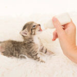 latte per gattini fatto in casa
