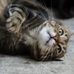 Gatto pulci