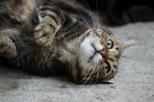 Gatto pulci