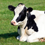 quanto vive una mucca