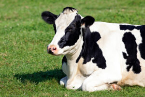 quanto vive una mucca