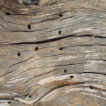 tarli del legno volano