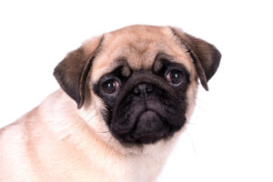 strabismo nel cane