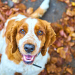 leucemia nel cane