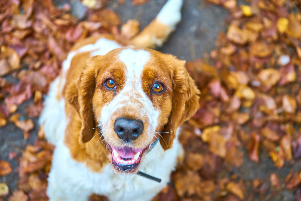 leucemia nel cane