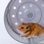 criceto ruota