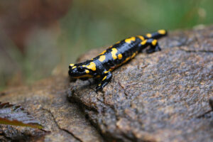 salamandra aurorae