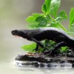 salamandra nera