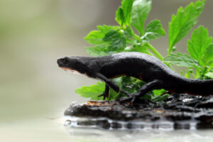 salamandra nera