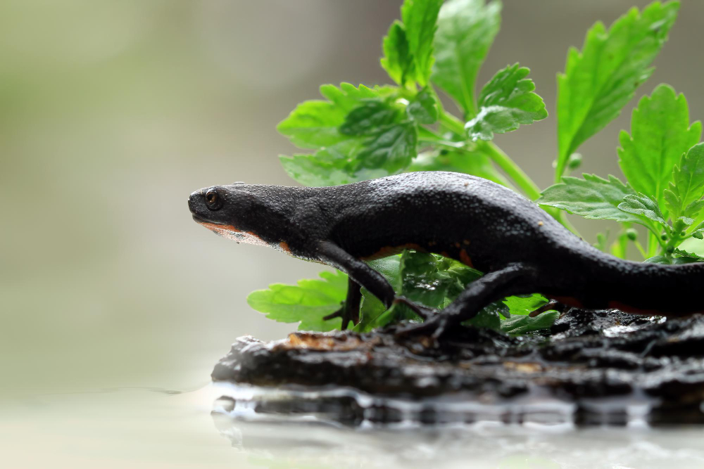 salamandra nera