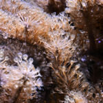 Tipi di coralli marini: duri e molli, nomi e caratteristiche coralli marini