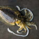 Le differenze tra calamari e totani: specie, habitat e morfologia totani e calamari distinzione