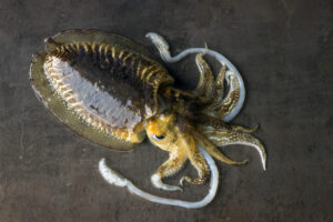 totani e calamari distinzione