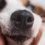 naso secco cane