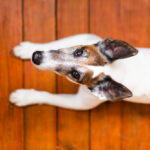 Bozzo sulla schiena del cane: cause, pericoli, diagnosi e cosa fare bozzo schiena cane