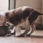 Fagioli ai cani: benefici, rischi e quantità consigliate legumi ai cani