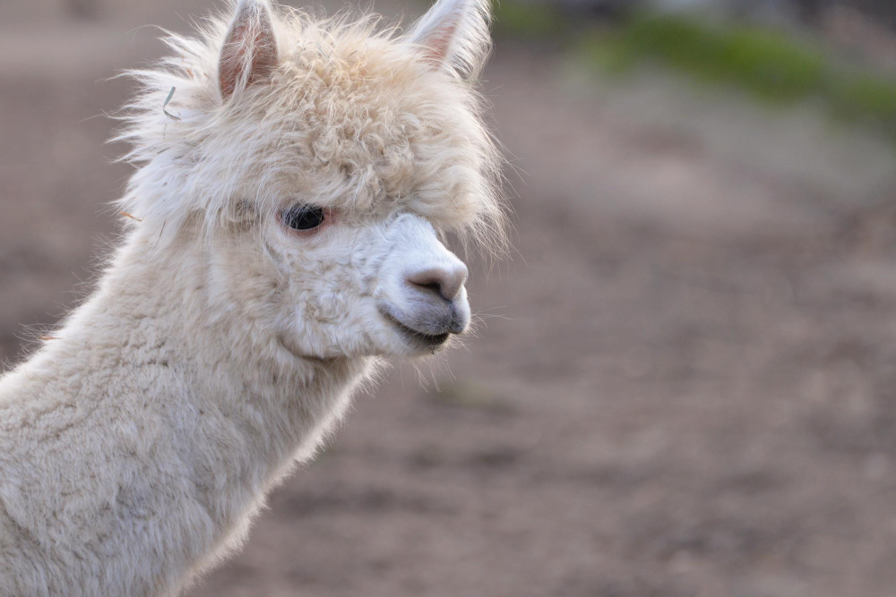 alpaca prezzo