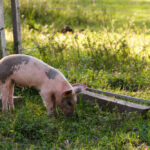 cosa mangia un maiale