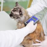 Microchip gatto