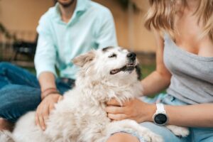 Assicurazione cane 2
