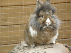 tiluria-rabbits-2