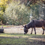 cosa mangiano gli asini