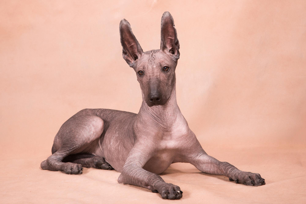 cane senza pelo