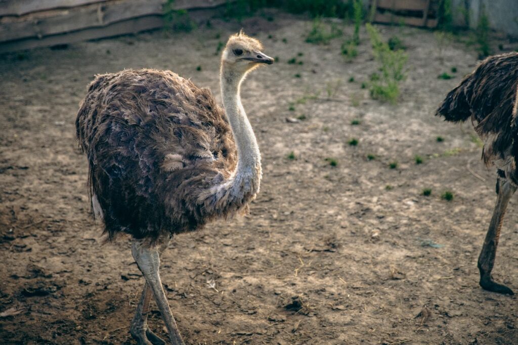 Emu