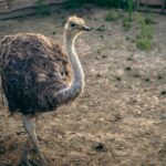 Emu