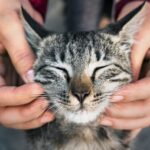 Tumore alla bocca nel gatto: i segnali da non sottovalutare e cosa fare Tumore bocca gatto