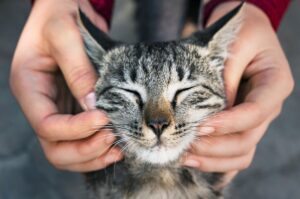 Tumore bocca gatto