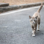 La coda del gatto: come capire il linguaggio e i movimenti coda del gatto