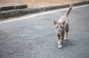 coda del gatto