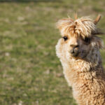 Quanto costa un alpaca? Prezzi di acquisto e costi di gestione prezzo alpaca