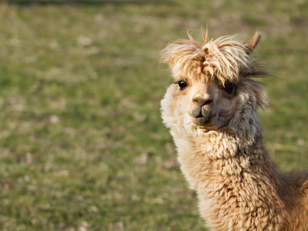 prezzo alpaca