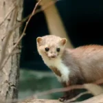 Ermellino domestico: è davvero possibile tenerlo in casa? emellino domestico