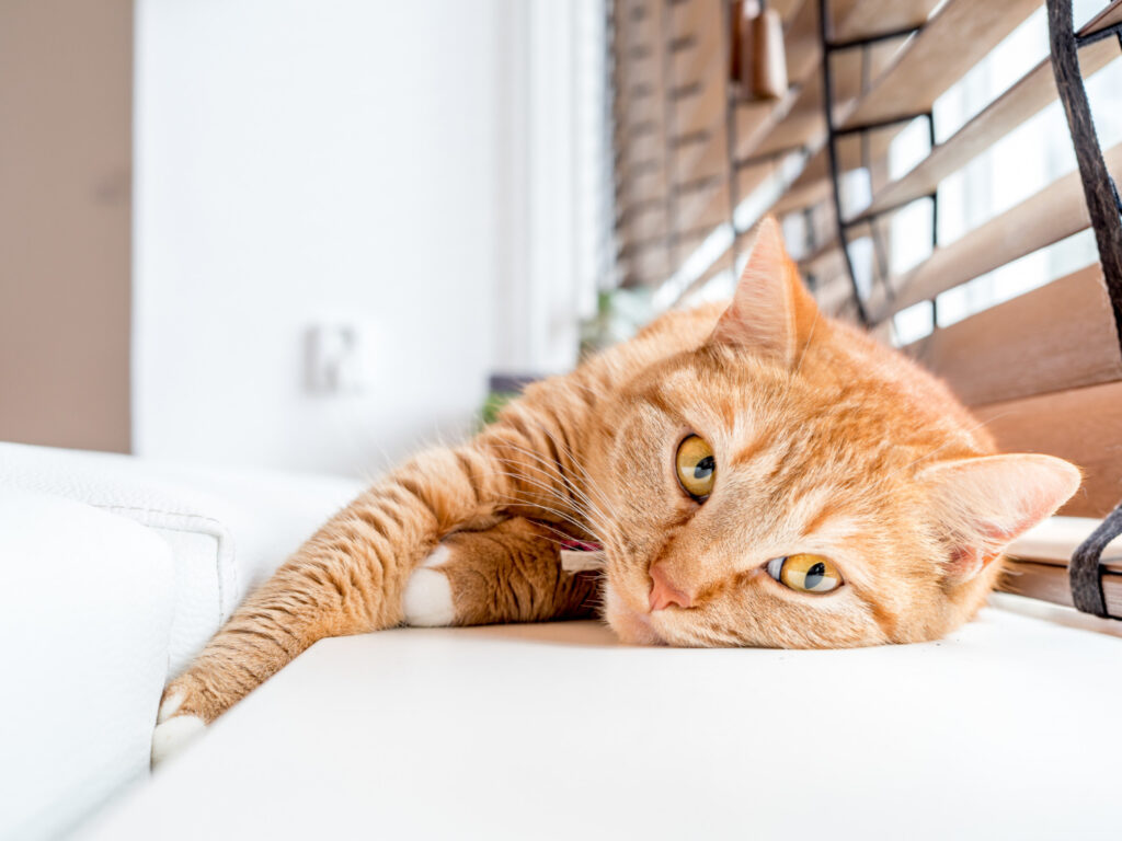 il gatto ha caldo