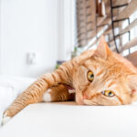 Il gatto ha caldo? Come capirlo, se suda e i rimedi efficaci il gatto ha caldo