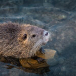 Nutria domestica: si può tenere in casa? Legge, carattere e cosa sapere nutria domestica
