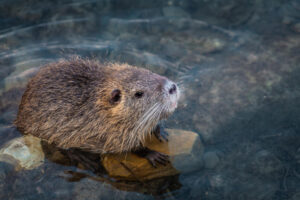 nutria domestica