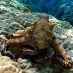 Polpo o polipo? Differenze biologiche, habitat e come si chiamano questi animali marini polpo o polipo